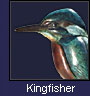 kingfisher sculptures