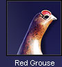 red grouse sculptures